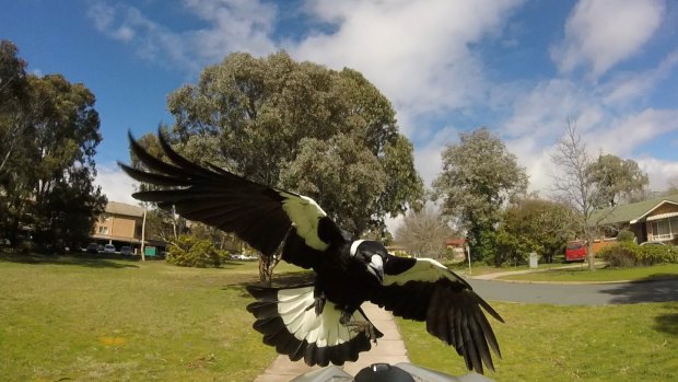Magpie Cycle Attack