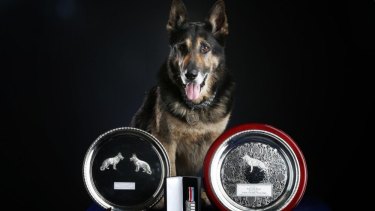 Hero police dog Bosun.