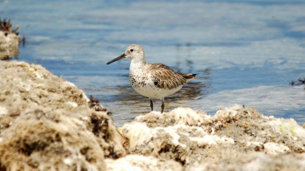 The critically endangered great knot. 