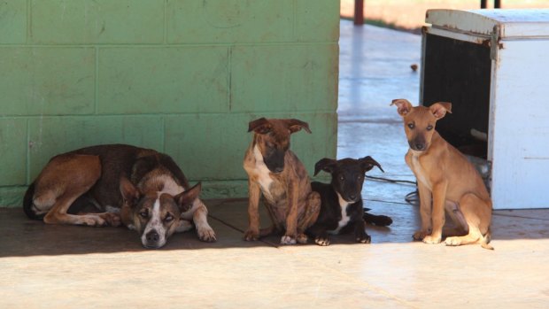Some of the dogs found in the town.