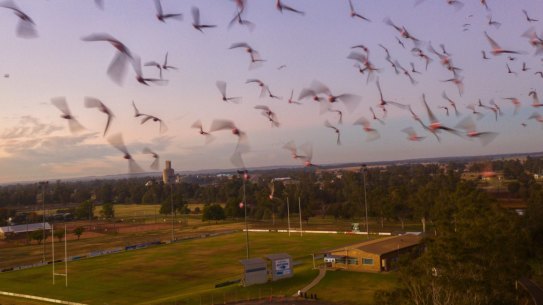 Corellas , Galahs and other parrots flocking over Narrabri
Photo Nick Moir 22 June 2022