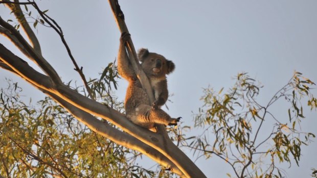Upper Mooki Landcare is taking Shenhua miners and the NSW Planning Minister to court to protect koalas in the Liverpool Plains area. 