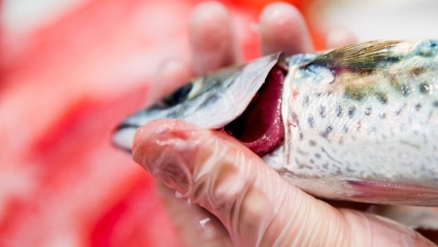 Queensland Health acting chief health officer Dr Mark Elcock advised residents against eating seafood from any part of the Brisbane River until test results are back.

