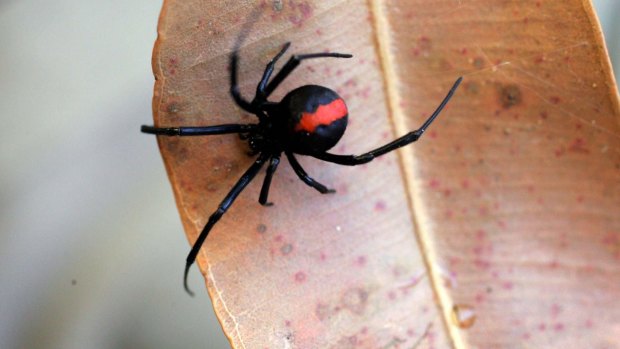 Spiders in Australia - Everything you need to know