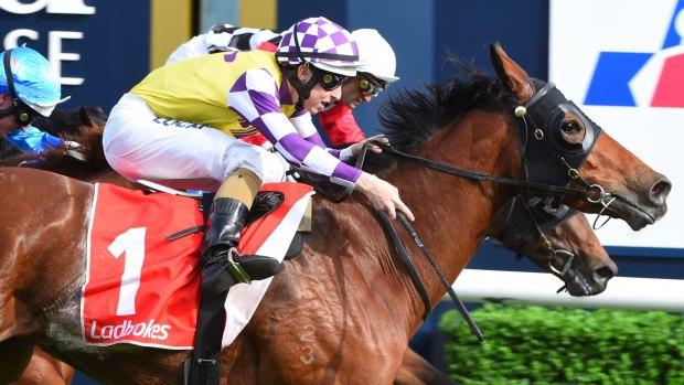 Going the distance: Sacred Elixir will start favourite in a strong field in the Victoria Derby.