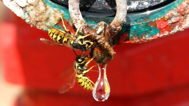 Eight wasp nests have been discovered in WA this year, the latest in North Fremantle.