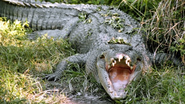 A man is recovering in hospital after a crocodile attack at Innisfail. 