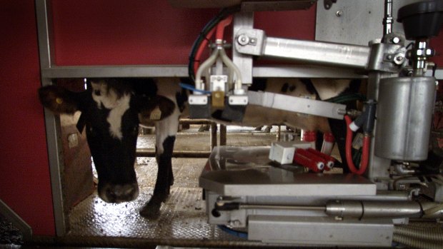 A cow in a robotic milking dairy