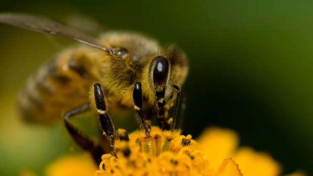 A honey bee collecting pollen.