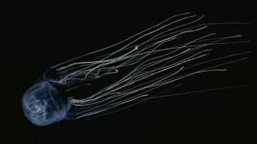 Box jellyfish, or more specifically chironex fleckeri, is the deadliest jellyfish in north Queensland.