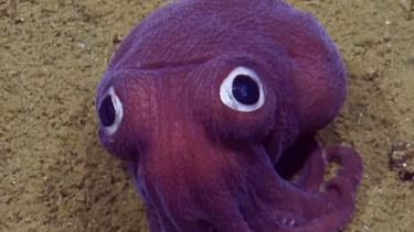Stubby squid use their big eyes to spot predators and prey in the gloomy undersea world.
