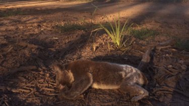 The impacts of land clearing for new residential estates revealed in statistics for animal hospitals in South Queensland.