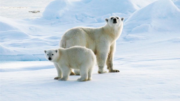 Polar bears will be severely and adversely affected by climate change, unless the trend is reversed.