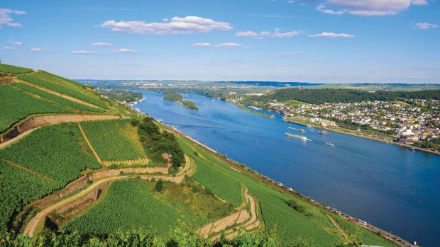 Vineyards along the Rhine River, Germany.