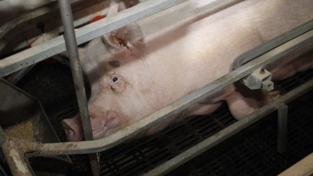 A pig in a sow stall: The industrial scale processing of pigs, chickens and cattle would appal most people if they were exposed to the process.