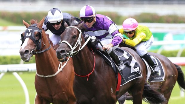 High hopes: Chris Waller is confident Loophole can test the best in the Winter Cup.