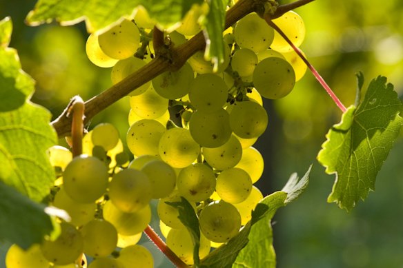 Riesling grapes on the vine.
