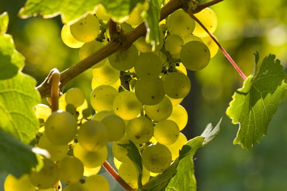 Riesling grapes on the vine.