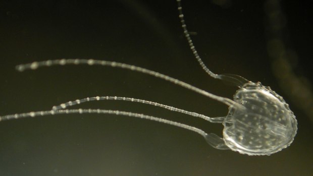 Irukandji jellyfish had been blamed for a cluster of stings on Fraser Island, but life savers aren't so sure.