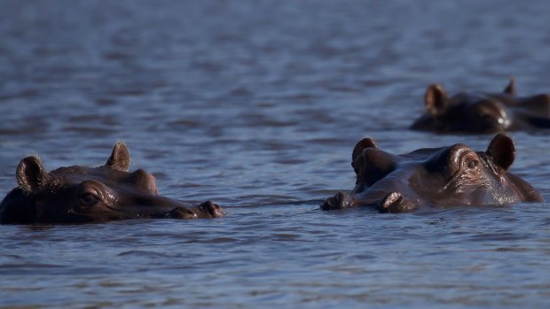 Hippos lurking in a river. The massive creatures can be deadly.