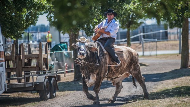 Seen roaming the grounds of the Canberra Show at EPIC, during set-up, Guitar-playing Lachie Cossor and his 1000kg bullock Jigsaw. 