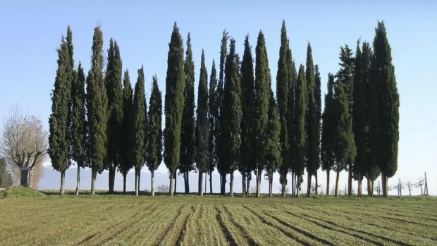 Cypresses come in many forms, from fat to triangular to elegantly columnar.