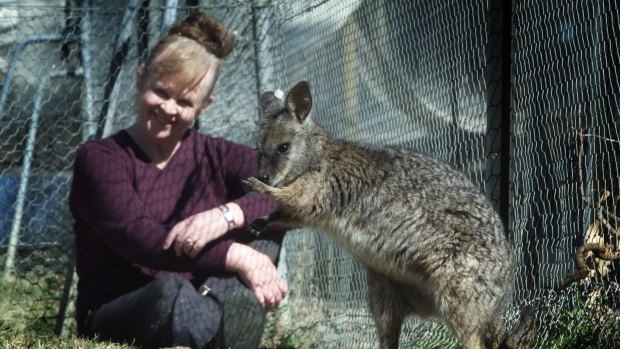 Professor Graves pictured in 2002 with a tammer wallaby, whose genome, or genetic blueprint, she helped to map.
