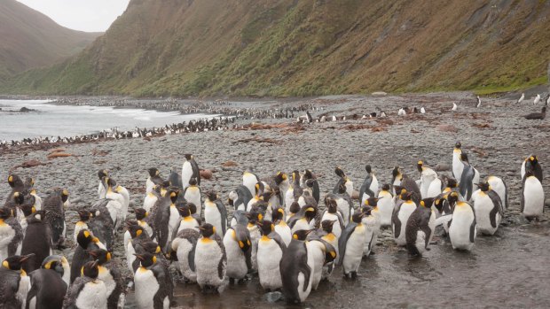 Macquarie Island is home to important wildlife, including penguins.