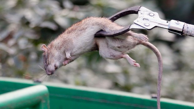 A Paris city employee puts a dead rat in a garbage can.