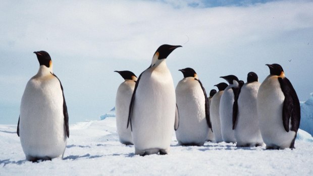 Antarctic sea ice plays a major role in Australia's weather.