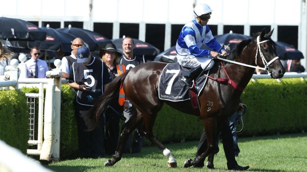 Set for the Doncaster: Owner Gerry Harvey and a lucky punter will  be hoping Royal Descent can win the time-honoured Randwick event.