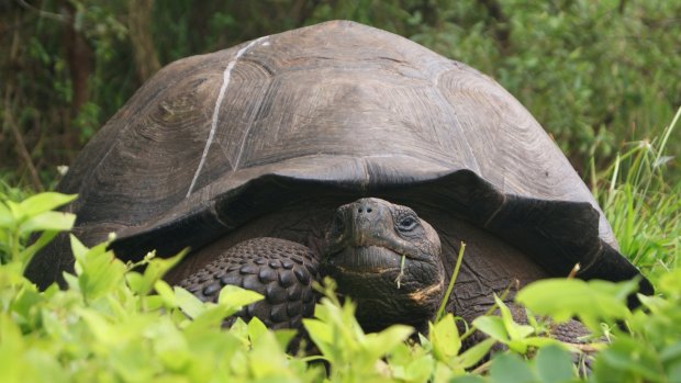 A new species of tortoise, named <em>Chelonoidis donfaustoi,</em> has been discovered in the Cerro Fatal region of Santa Cruz island in the Galapagos Islands.