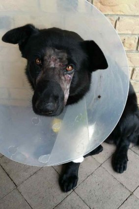 Bravo the police dog was treated by a veterinarian after it was "set upon" at the Gold Coast.