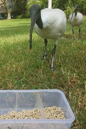 White ibises eating Sean Coogan's feed pellets in Hyde Park.
