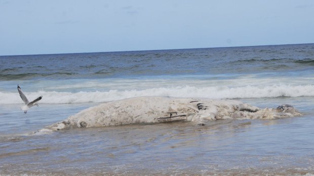 The dead whale that washed up on South Broulee Beach at the weekend. 