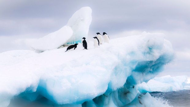 A waddle of Adelie penguins in Antarctica.