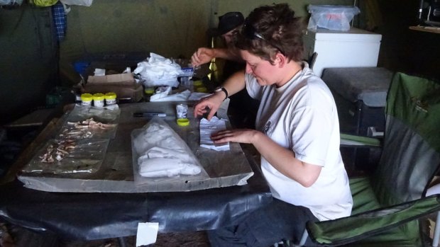 Flinders University PhD candidate Elen Shute in a field laboratory on the Nullabor Plain.