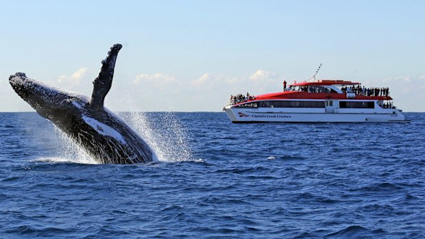 A humpback puts on a show off Sydney.