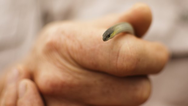 Solo striped legless lizards at Canberra's Exhibition Park are being rescued and relocated to Scottsdale Reserve.