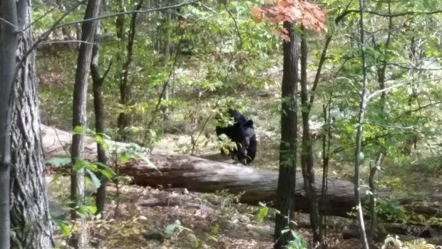 Mauled: The photo from New Jersey hiker Darsh Patel's phone shows the bear approaching.