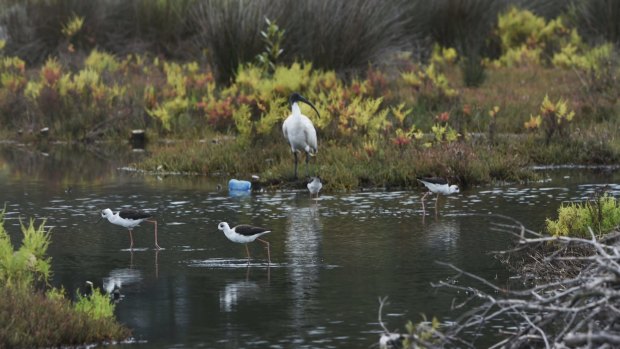 Barton Park's wetlands are one area potentially under threat from development, the Total Environment Centre says.