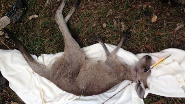 A kangaroo that was shot through the head with an arrow avoided capture for a week on the Sunshine Coast.
