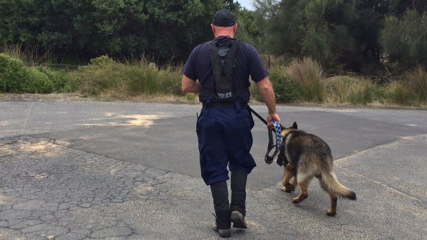 Digger, a cadaver dog from NSW Police, joins the search at Phillip Island.