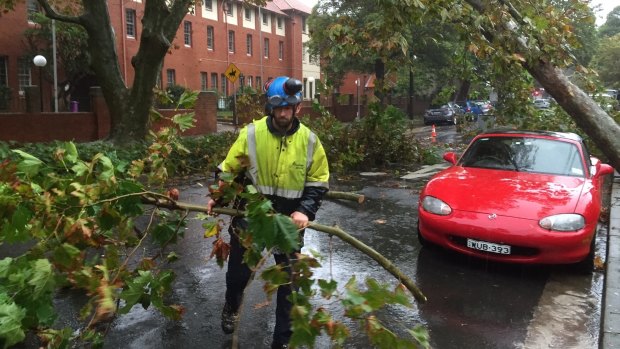SES workers clean up trees that came down on Bourke Street in Surry Hills.