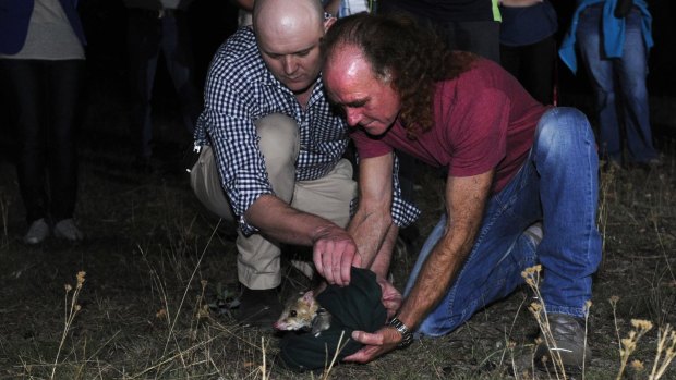 Professor Adrian Manning and Glen Freeman release the first eastern quoll into the ACT in at least 80 years.