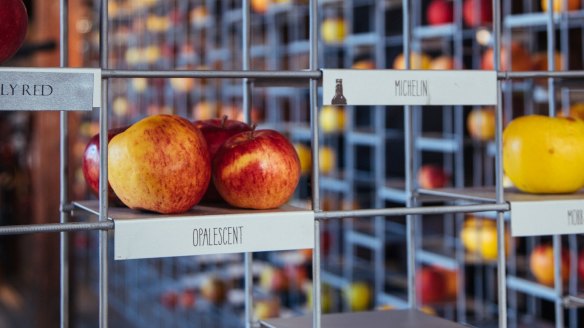 Apple varieties at Willie Smith's Cider & Apple Shed.