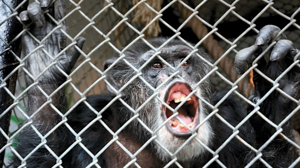 Former circus performer Tommy in a cage at a trailer lot in Gloversville, New York.