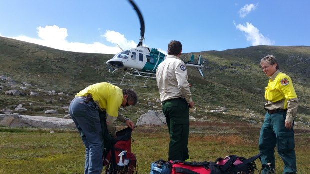 Members of the hawkweed search team dropped in high country. 