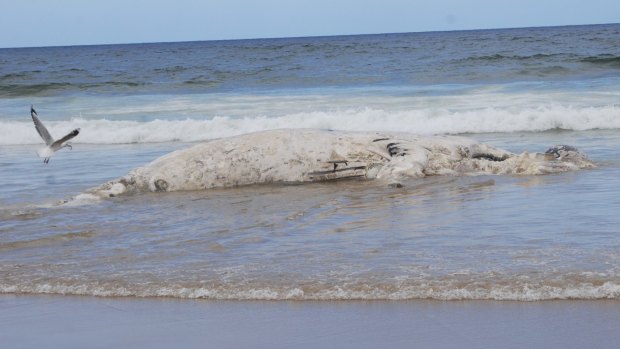 The dead whale that washed up on South Broulee Beach at the weekend.