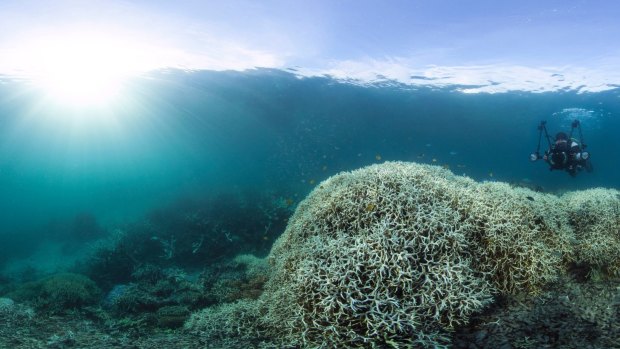 Coral bleaching near Lizard Island on the Great Barrier Reef during 2016.